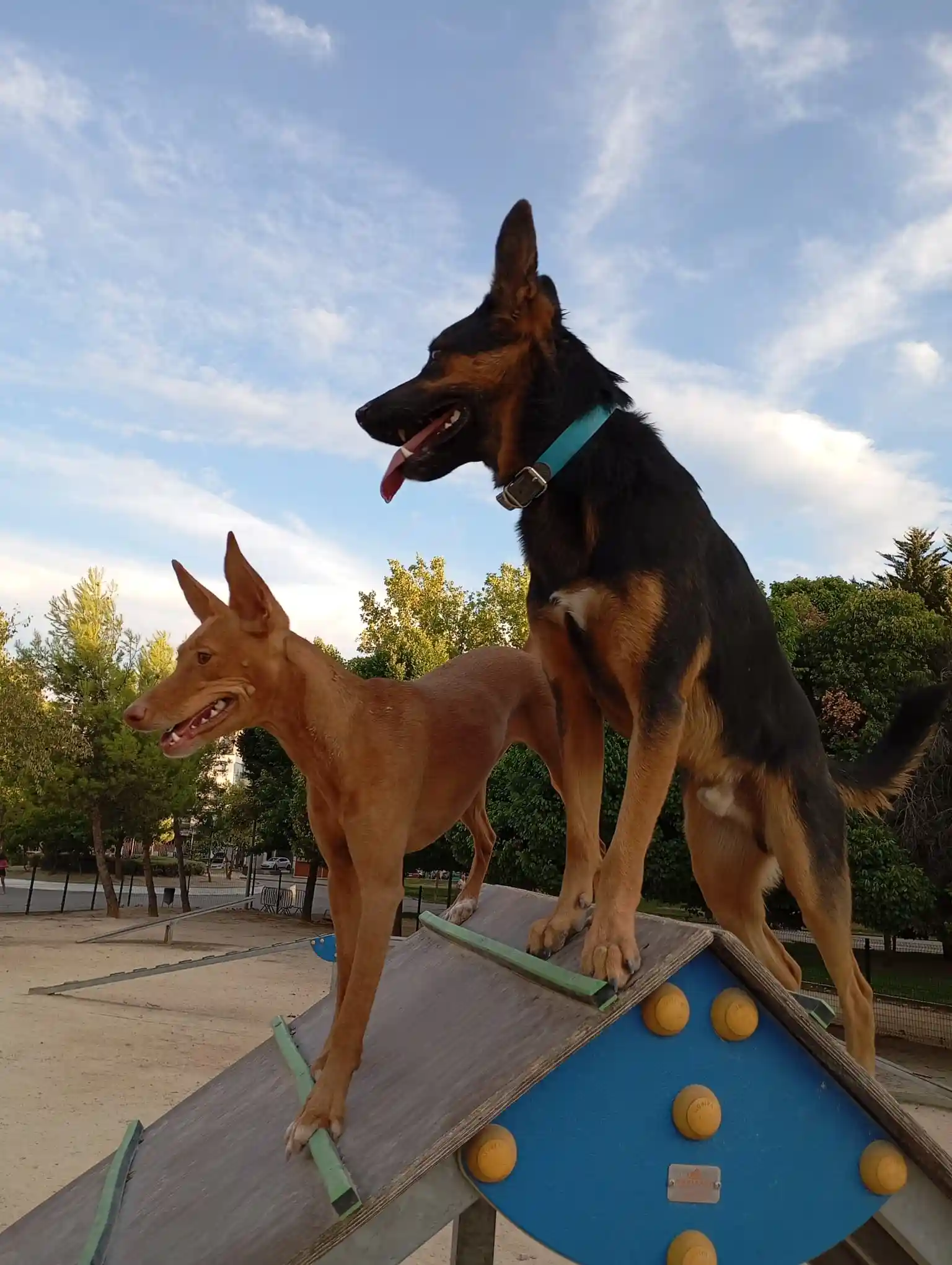 adiestramiento en agility - perros de caza y perros de compañía