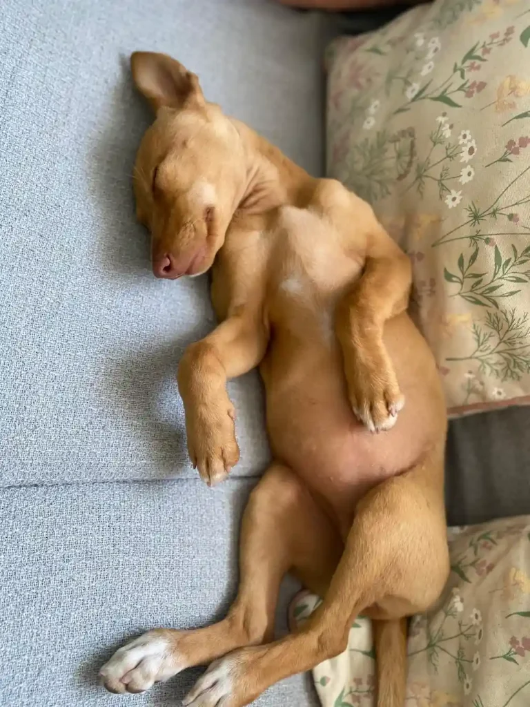 adiestramiento y educación cachorros podenco