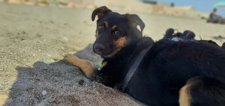educación de cachorros