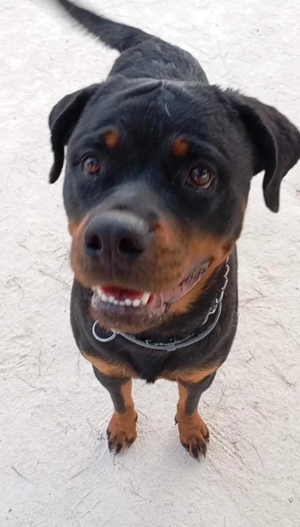 obediencia -básica-perros-Jaén