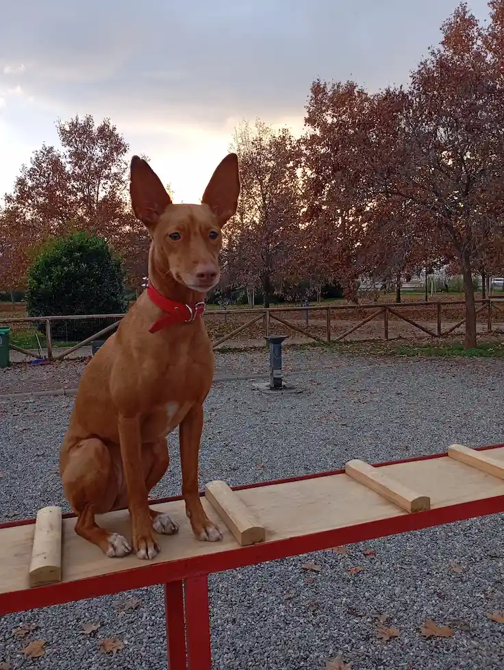 obediencia básica perros Jaén y alrededores