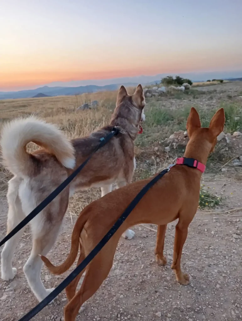 Obediencia básica perros Jaén