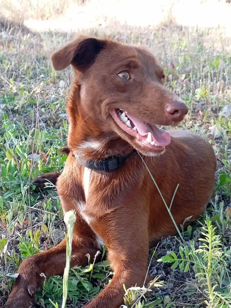 obediencia básica perros caza y mestizos