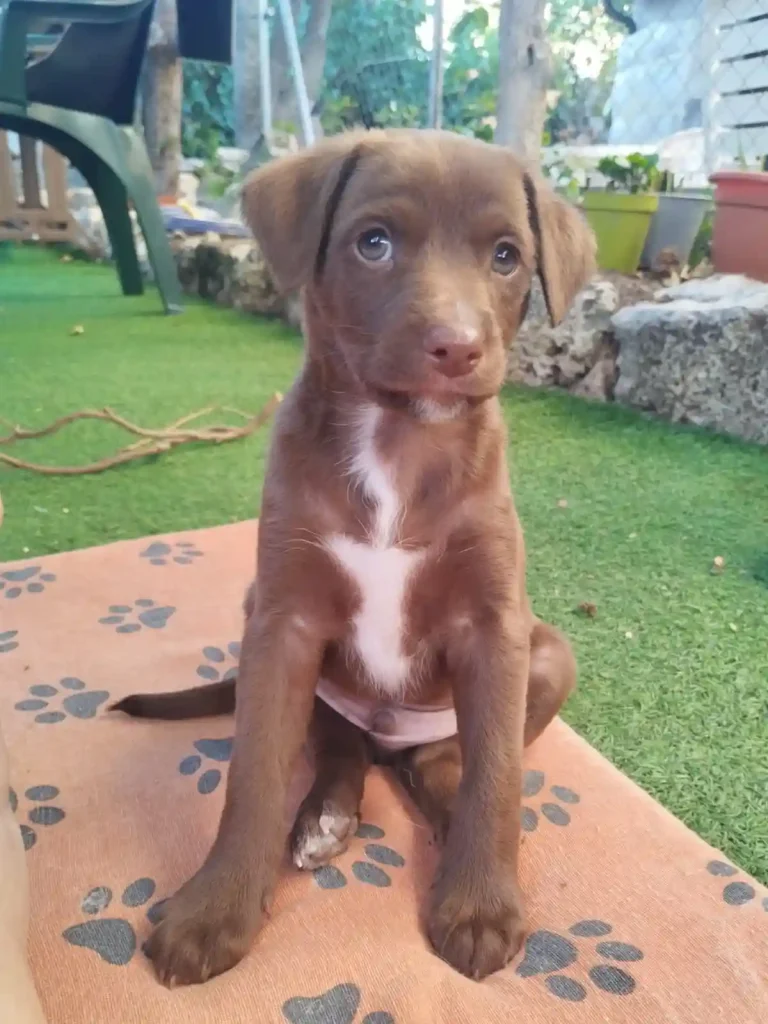 adiestramiento cachorros españa