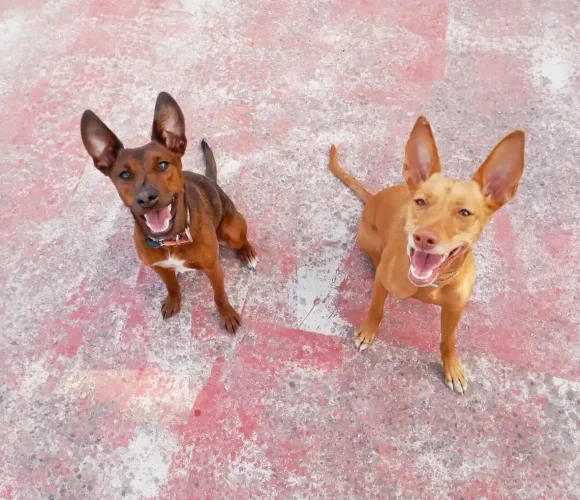 adiestramiento canino podenco canicaza