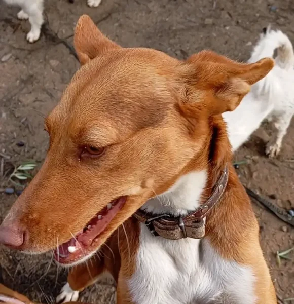 adiestramiento obediencia básica perros