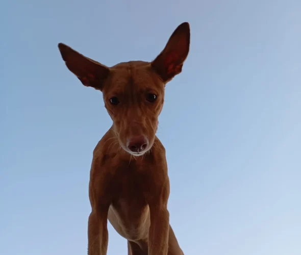 Adiestramiento canino Granada-Jaén