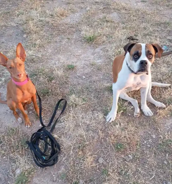 modificación conducta perros canicaza