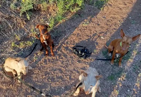 modificación conducta perros caza
