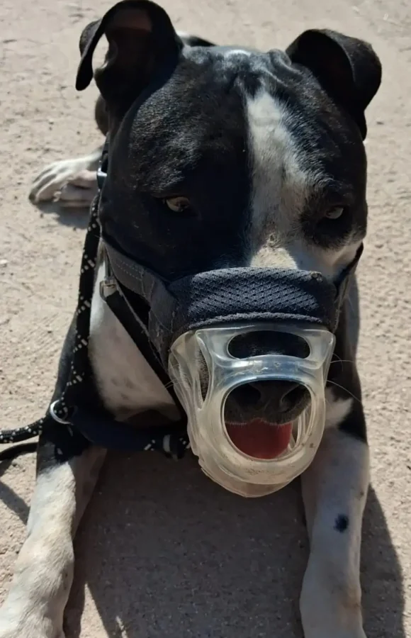 modificación conductas caninas