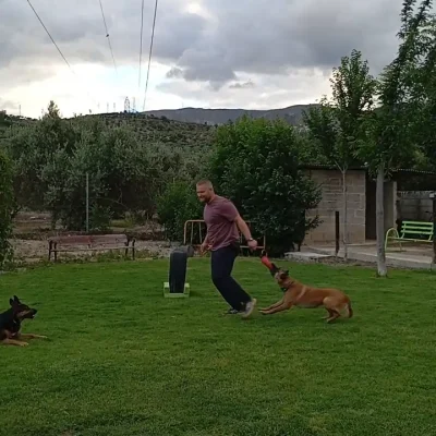 Modificación conducta canina Granada-Jaén